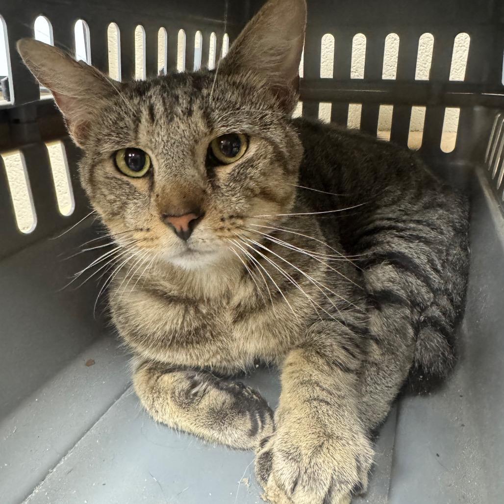 Romeo, Adoptable, Adult Male Domestic Short Hair & Domestic Short Hair.