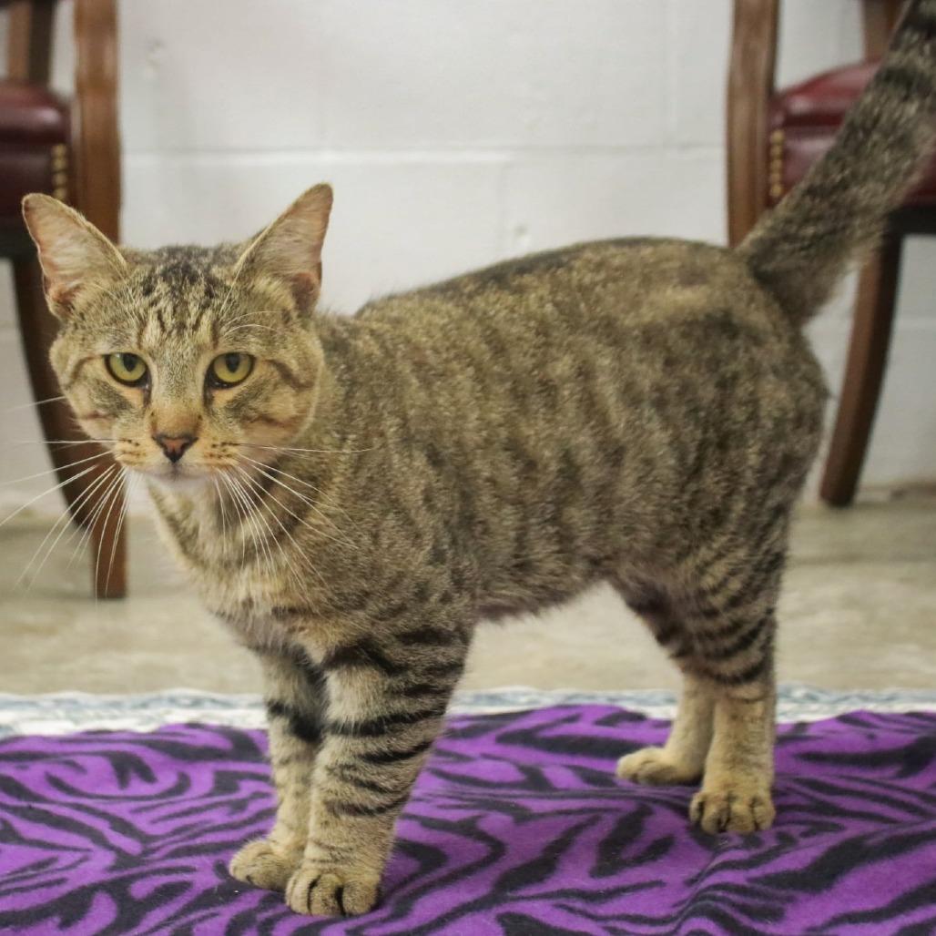 Enlarge Romeo, a Adoptable mixed breed in Madisonville, KY image 2/2