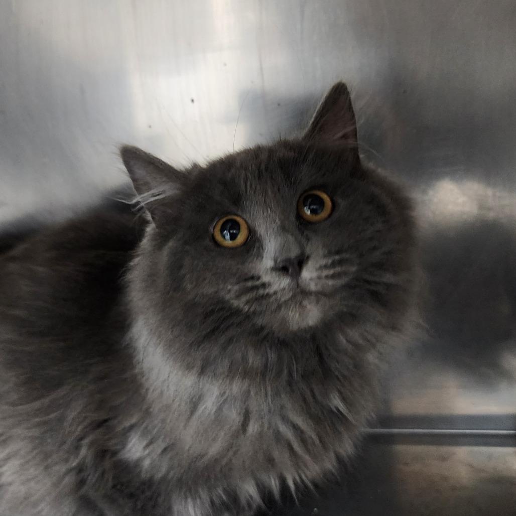 Maybee, ADOPTABLE, Young Female Domestic Long Hair.