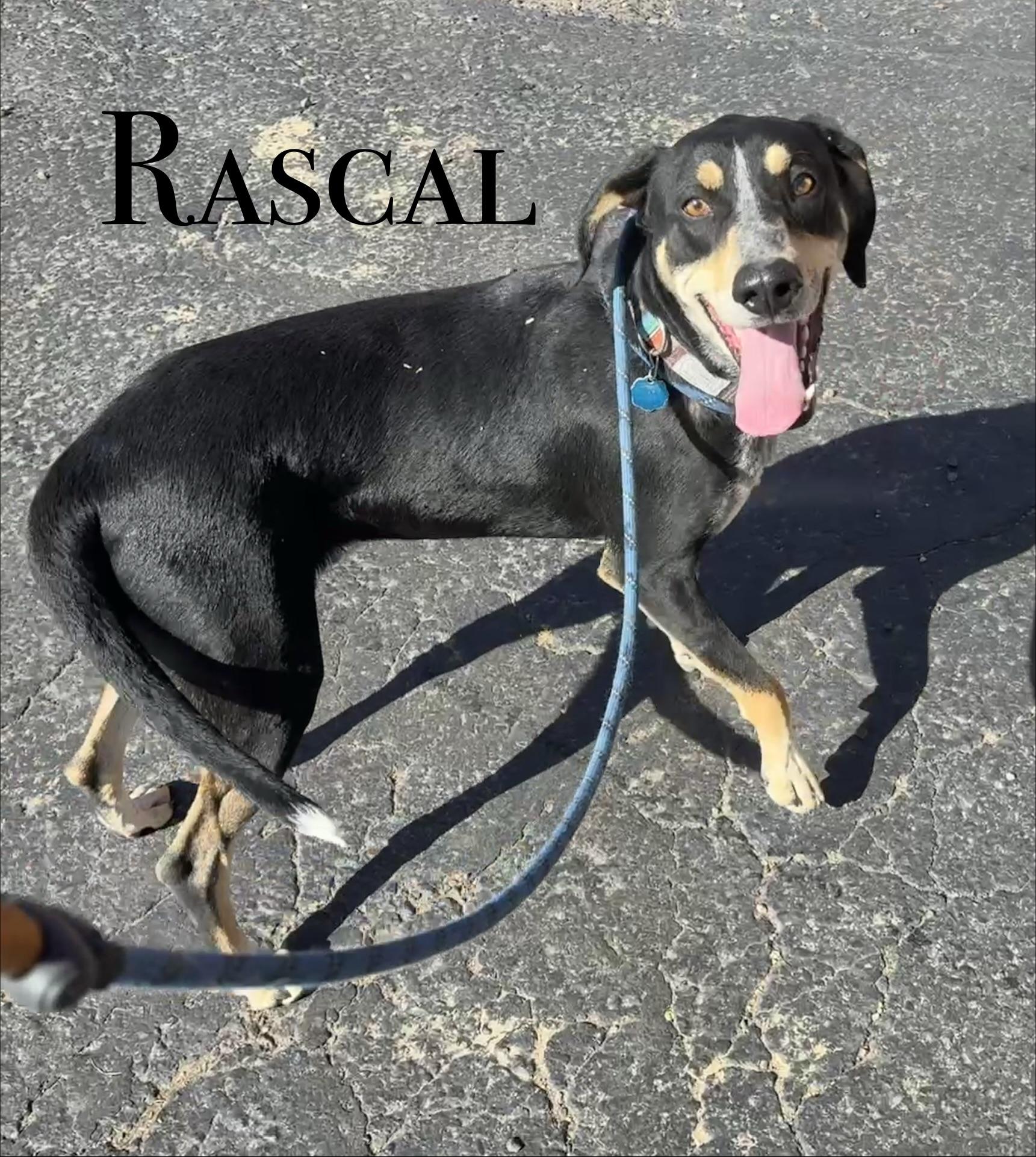 Enlarge Rascal, a ADOPTABLE mixed breed in Craig, CO image 1/1