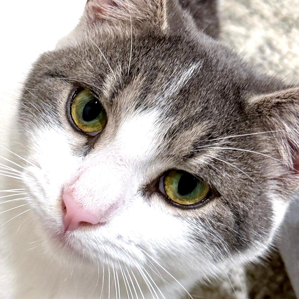 Sage, Adoptable, Young Male Domestic Short Hair.