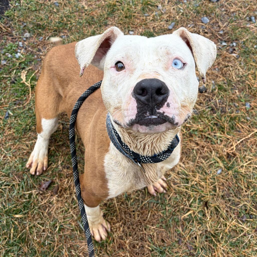 Cupid — thumbnail 3