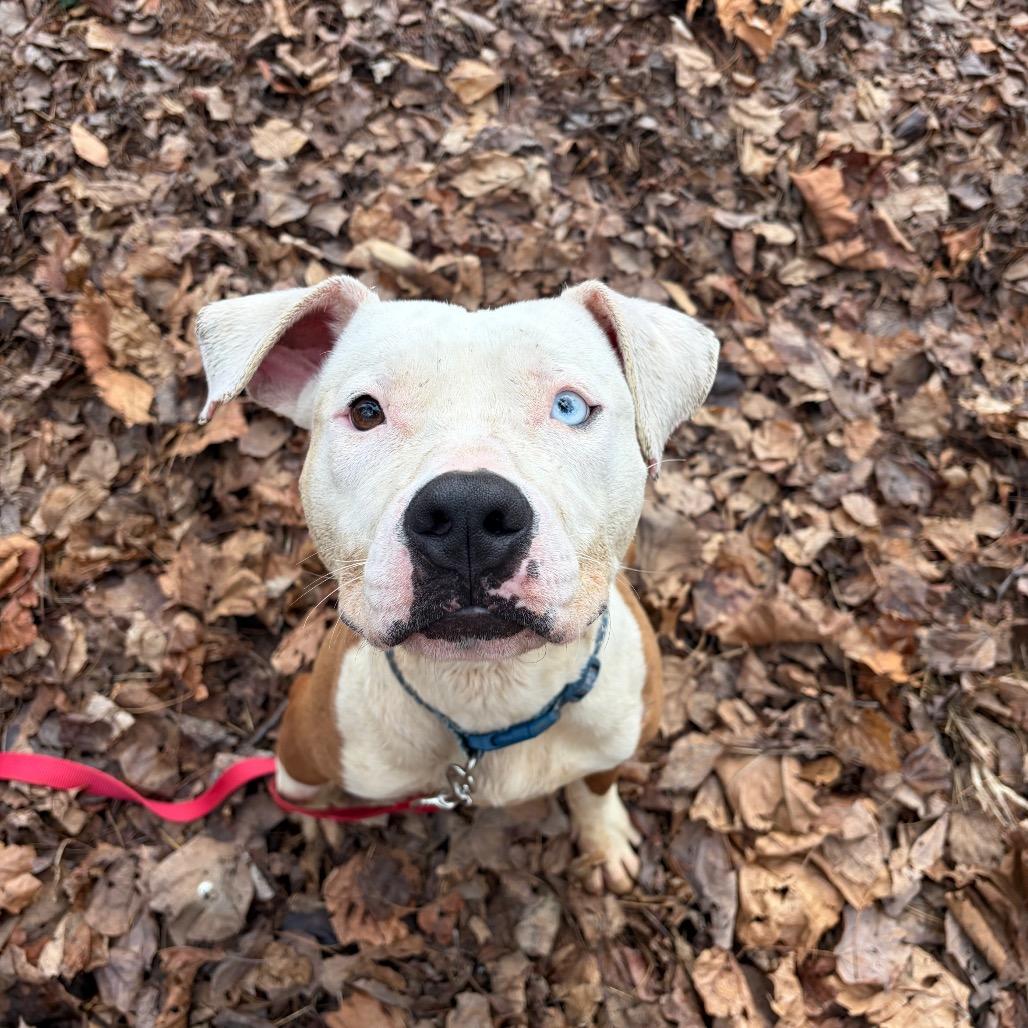 Cupid — thumbnail 4