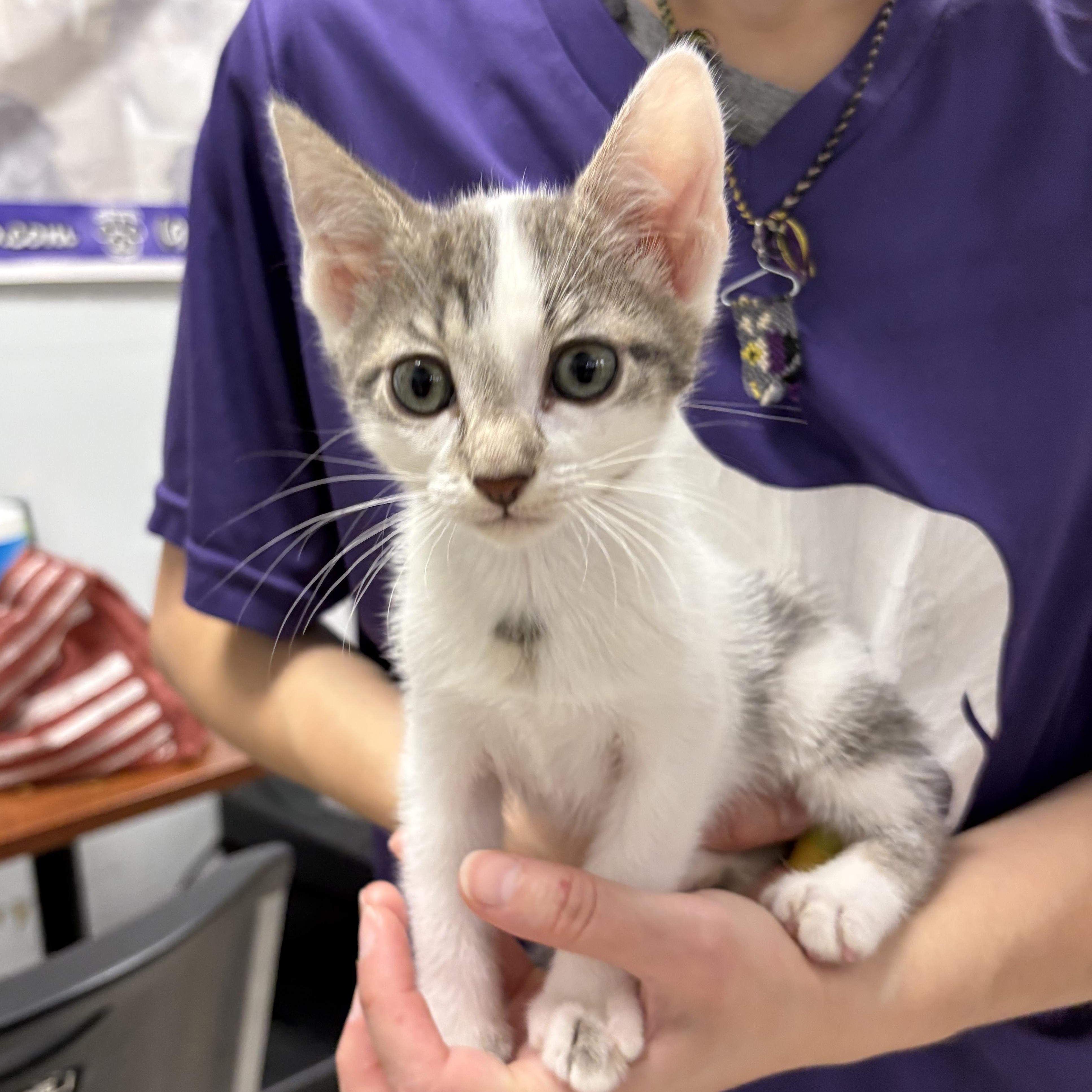 Mya , adopted, Kitten Female Domestic Short Hair.