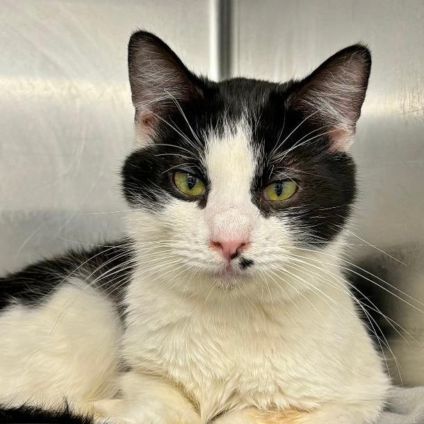 Leprechaun, Adoptable, Young Male Domestic Short Hair.