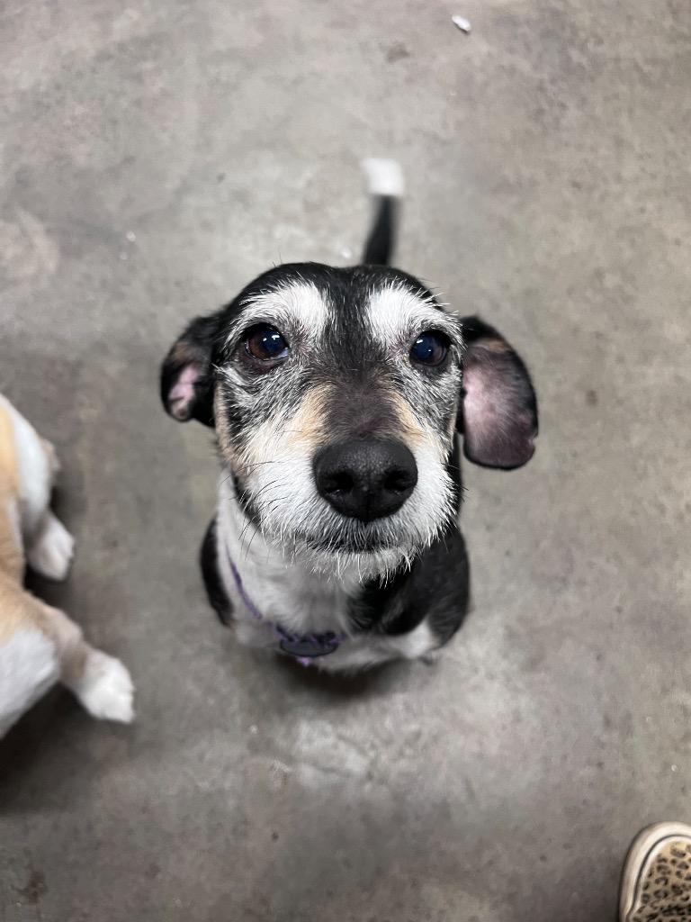 Charli, Adoptable, Senior Female Terrier & Beagle.