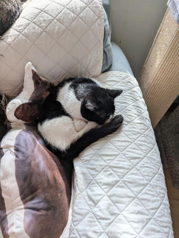 Sara, a Adoptable mixed breed in Ocala, FL image 1/3