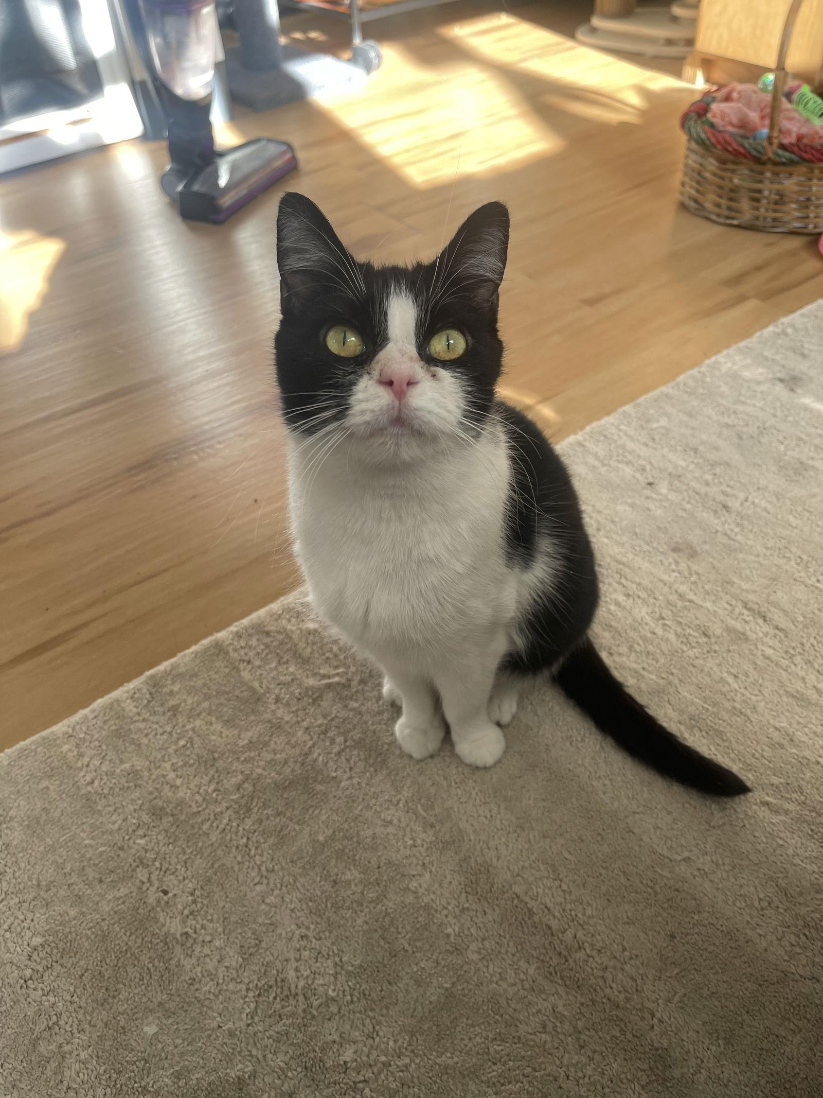 Sara, a Adoptable mixed breed in Ocala, FL image 2/3