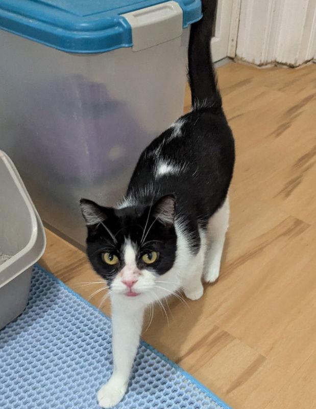 Sara, a Adoptable mixed breed in Ocala, FL image 3/3