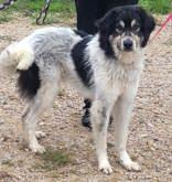 Chase (neutered), adopted, Adult Male Anatolian Shepherd.