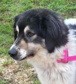 Enlarge Chase (neutered), an adopted mixed breed in Commerce, TX image 2/2