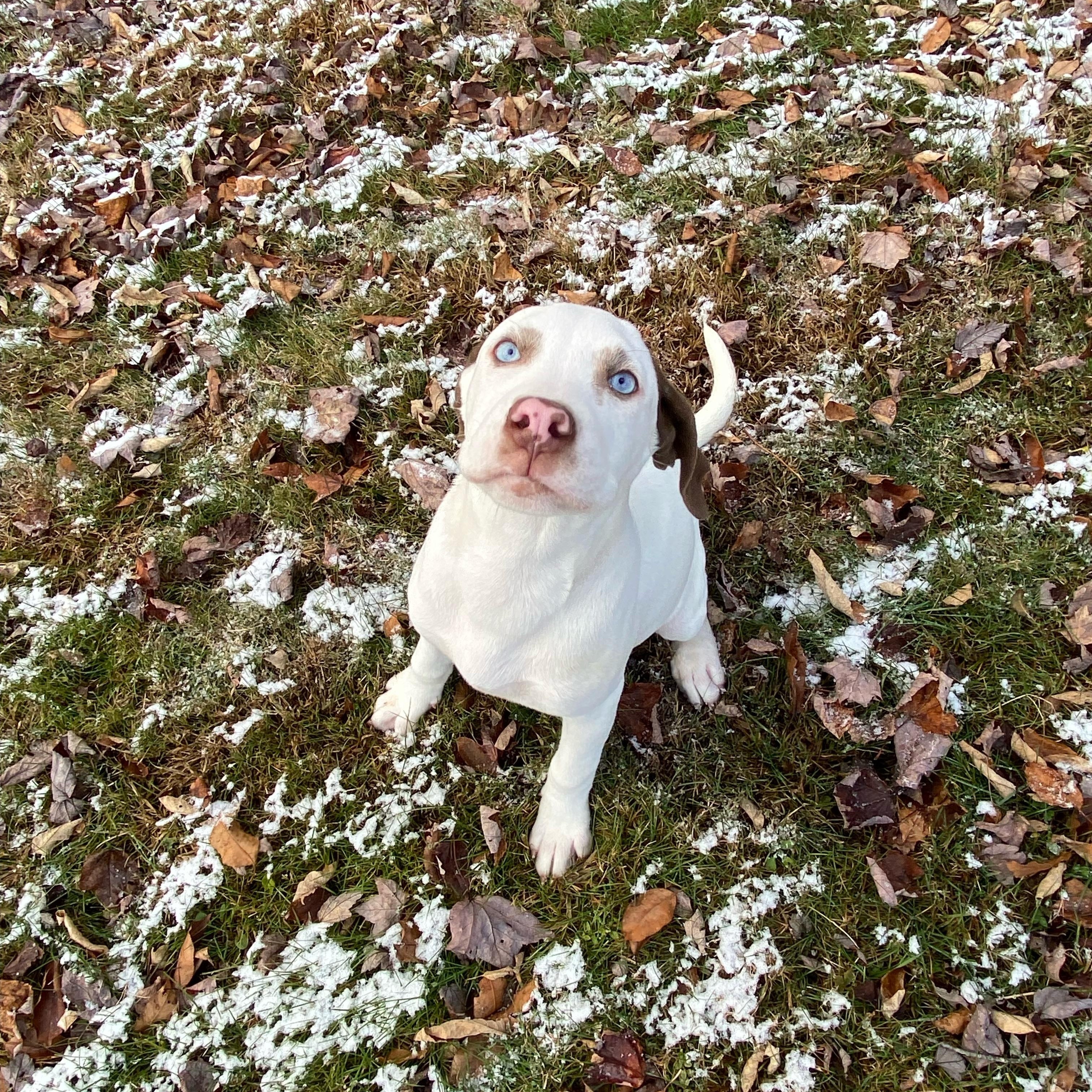 Aggie, Adoptable, Puppy Female American Bulldog & Husky.
