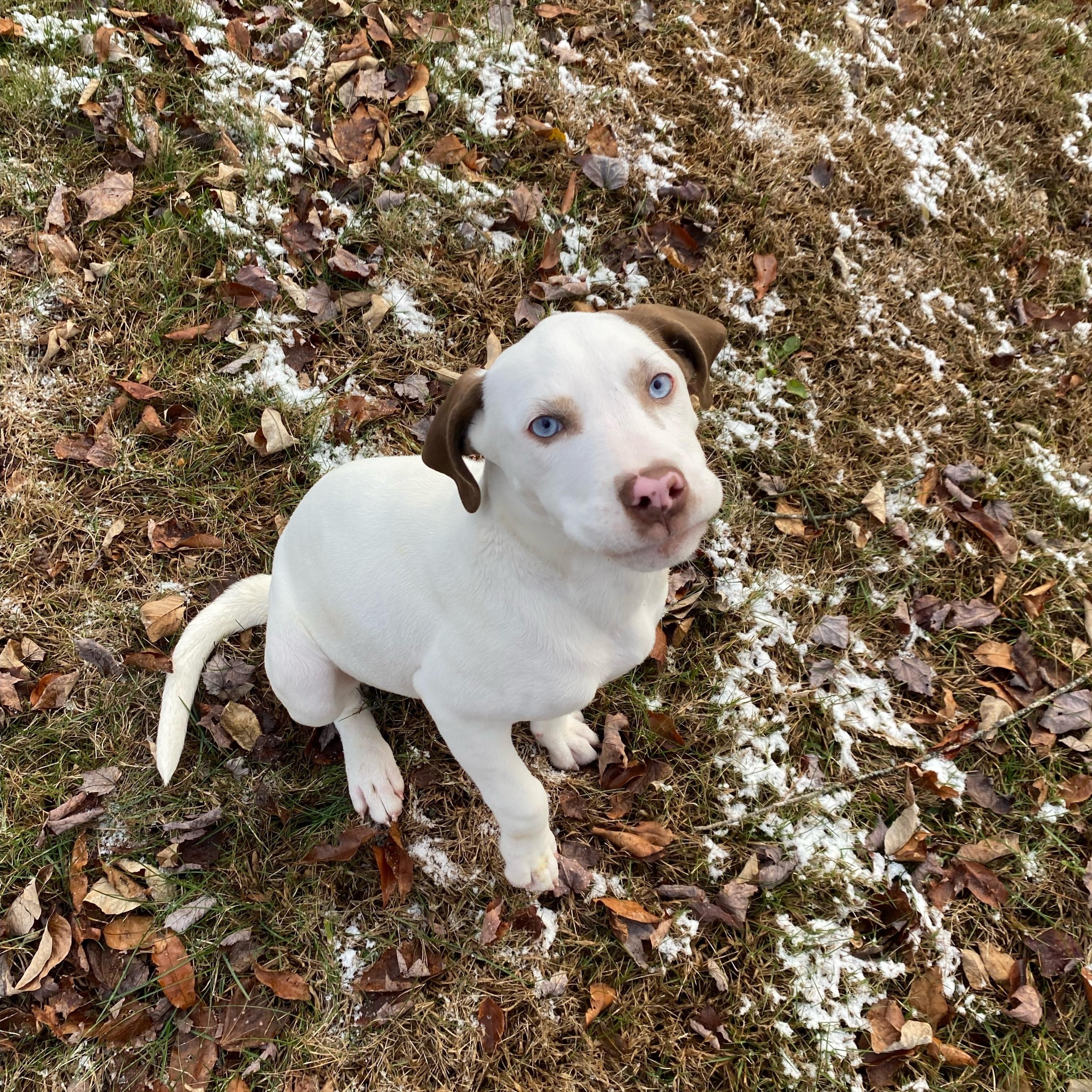 Aggie, a Adoptable mixed breed in Jeffersonville, NY image 2/2