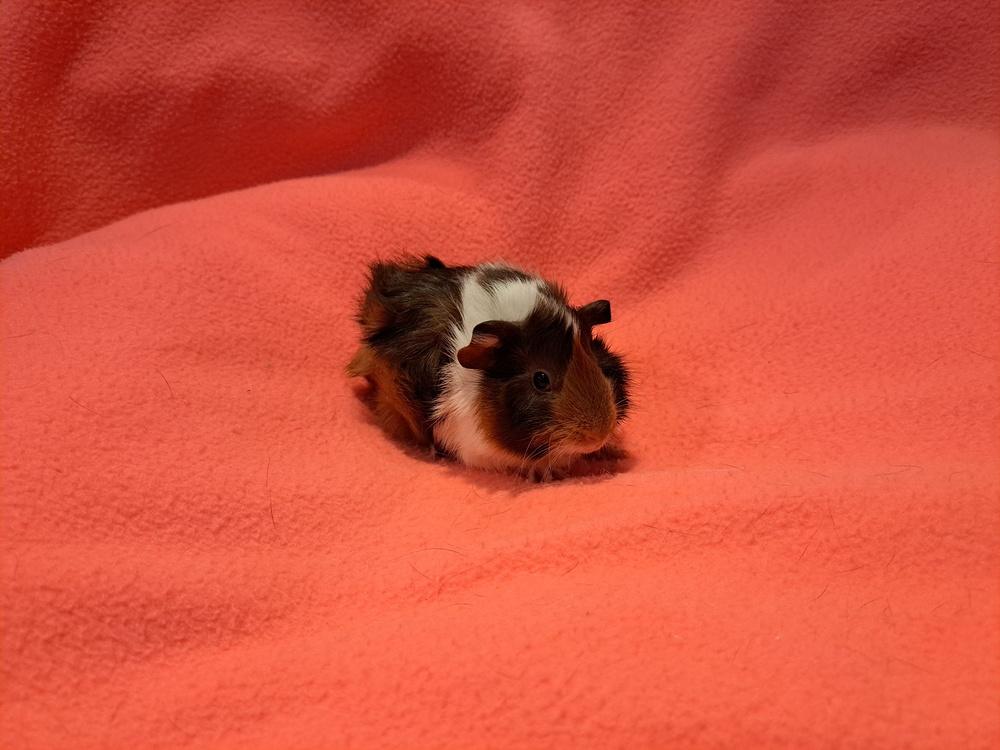 Kalista and Kallie, Adoptable, Baby Female Guinea Pig & Guinea Pig.