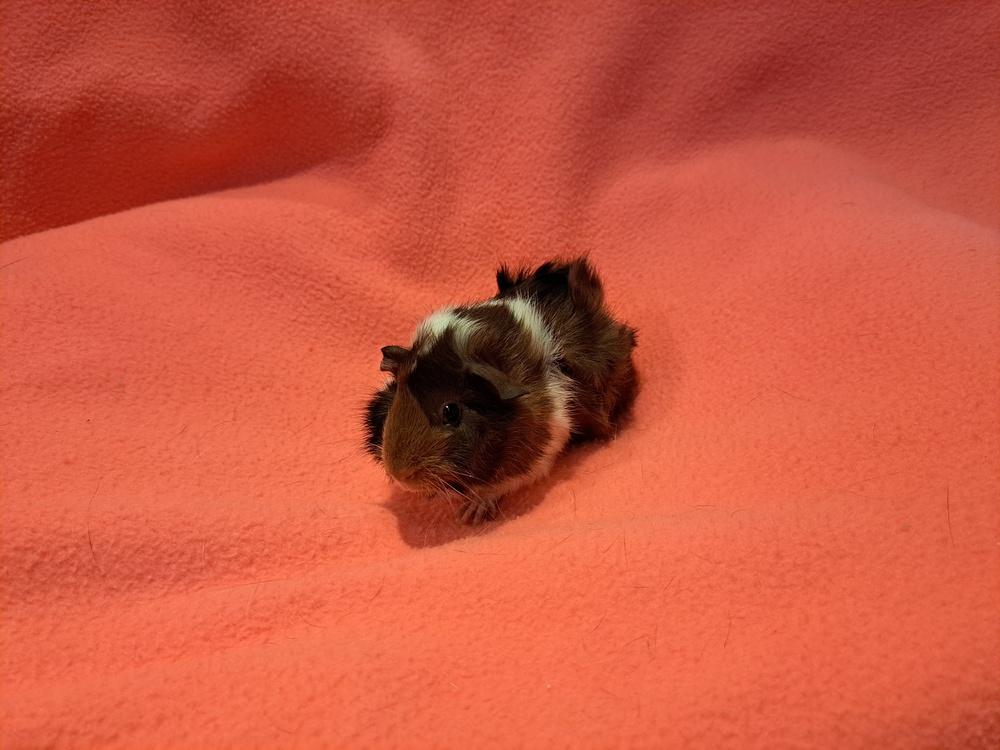 Kalista and Kallie, a Adoptable mixed breed in South Bend, IN image 2/5