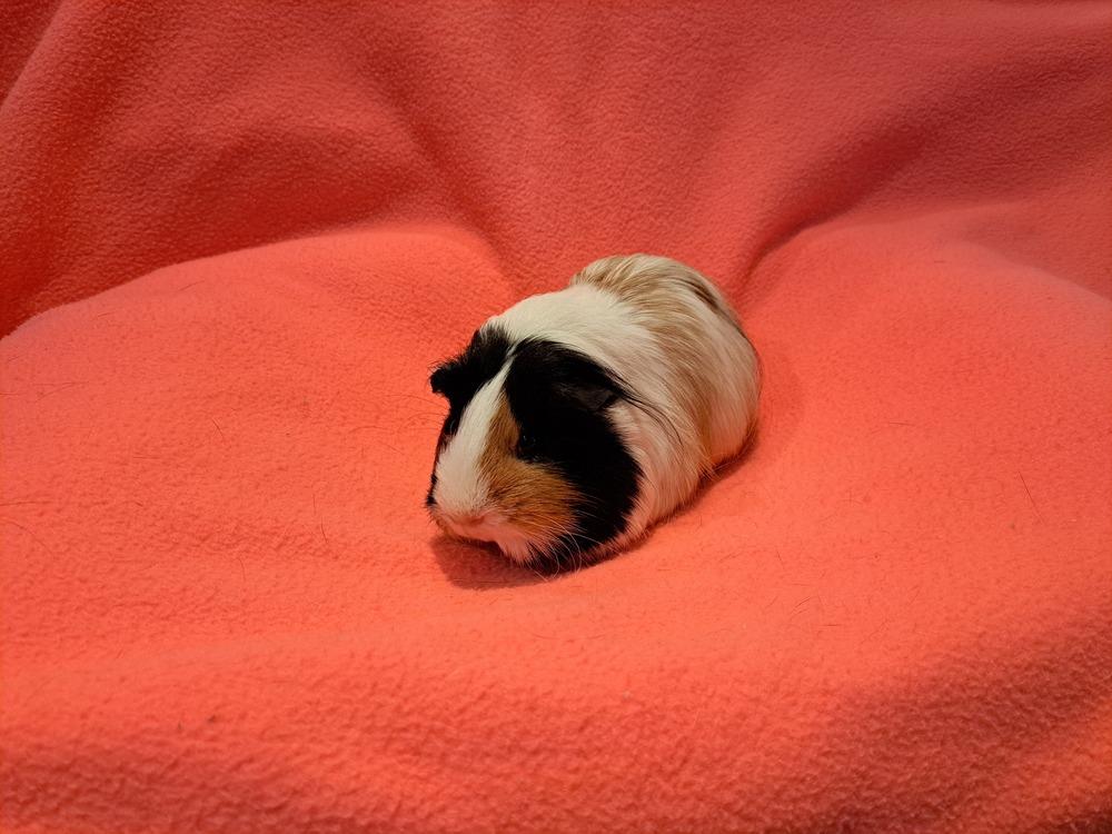 Kalista and Kallie, a Adoptable mixed breed in South Bend, IN image 4/5