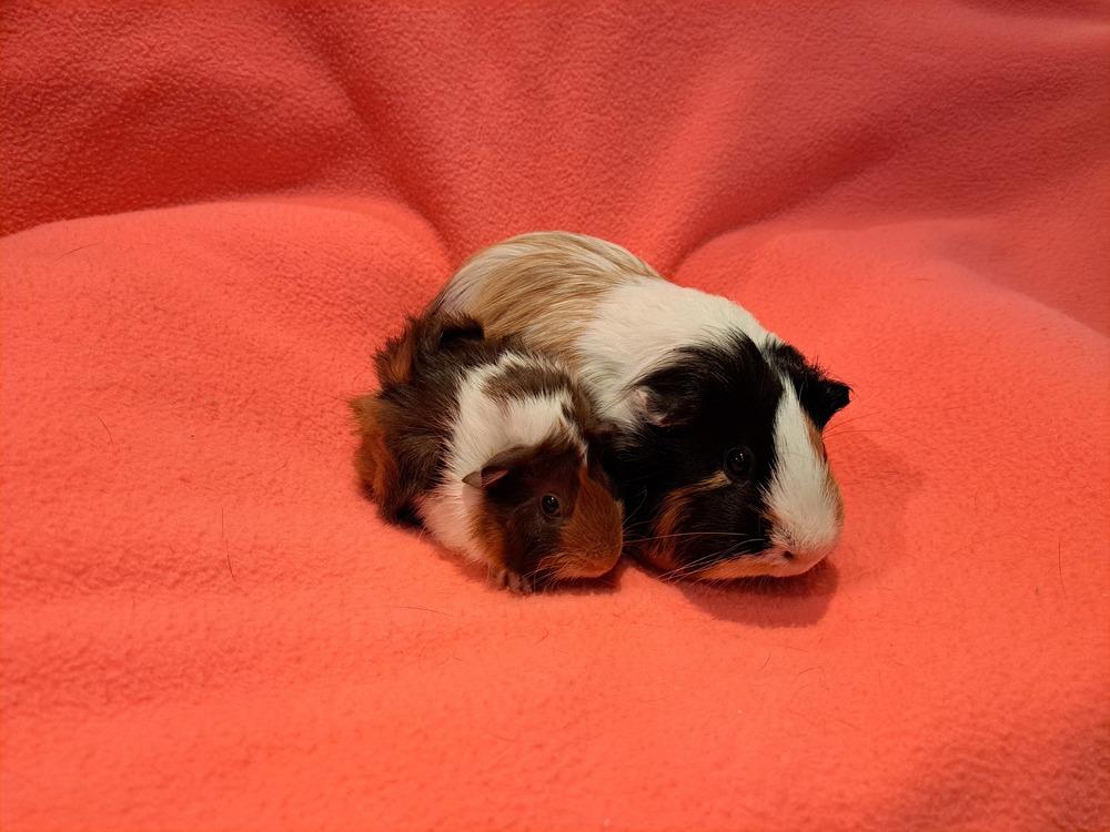 Kalista and Kallie, a Adoptable mixed breed in South Bend, IN image 5/5