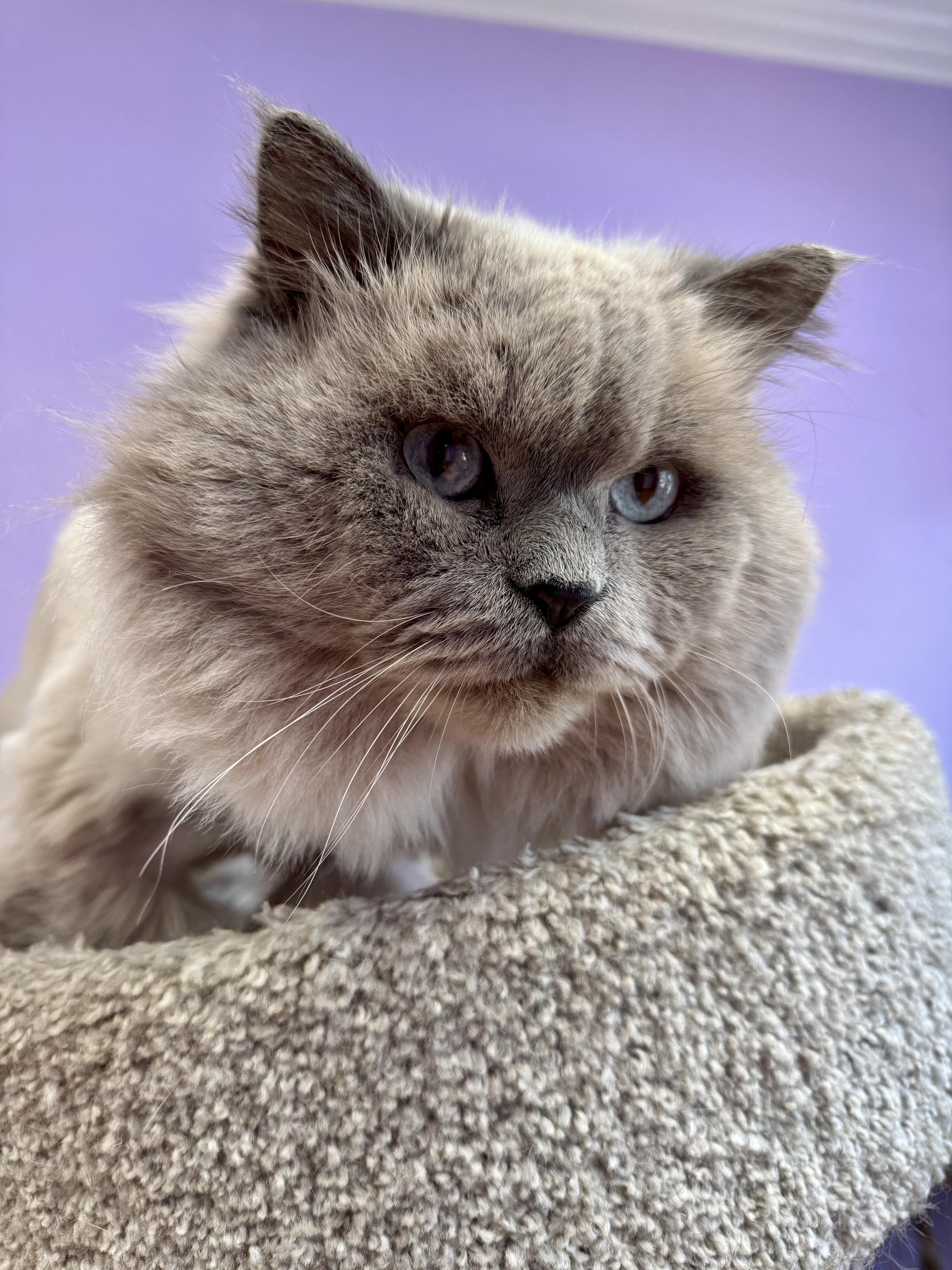 Gizmo Himalayan Adult Male thumbnail 4