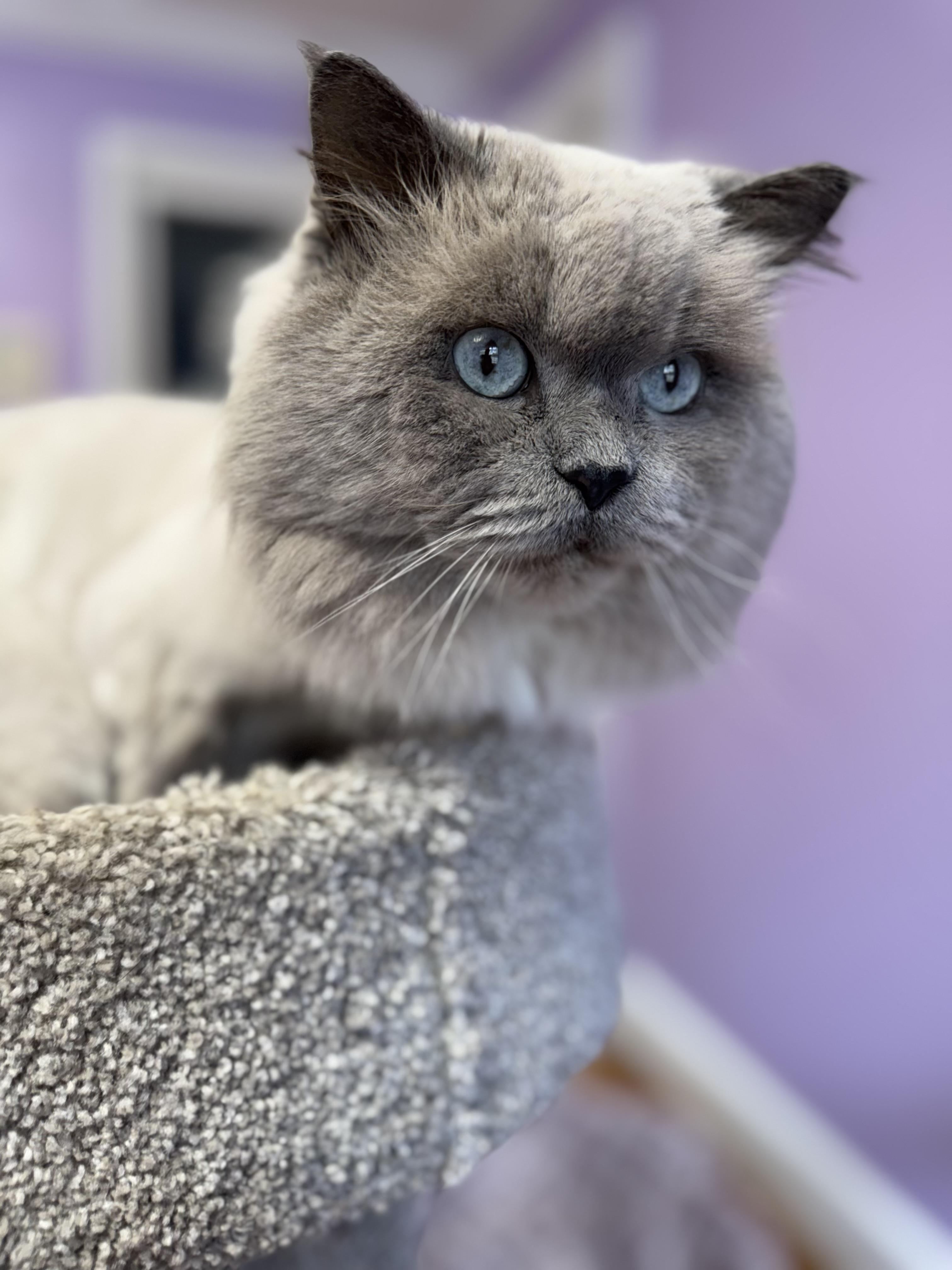 Gizmo Himalayan Adult Male thumbnail 5