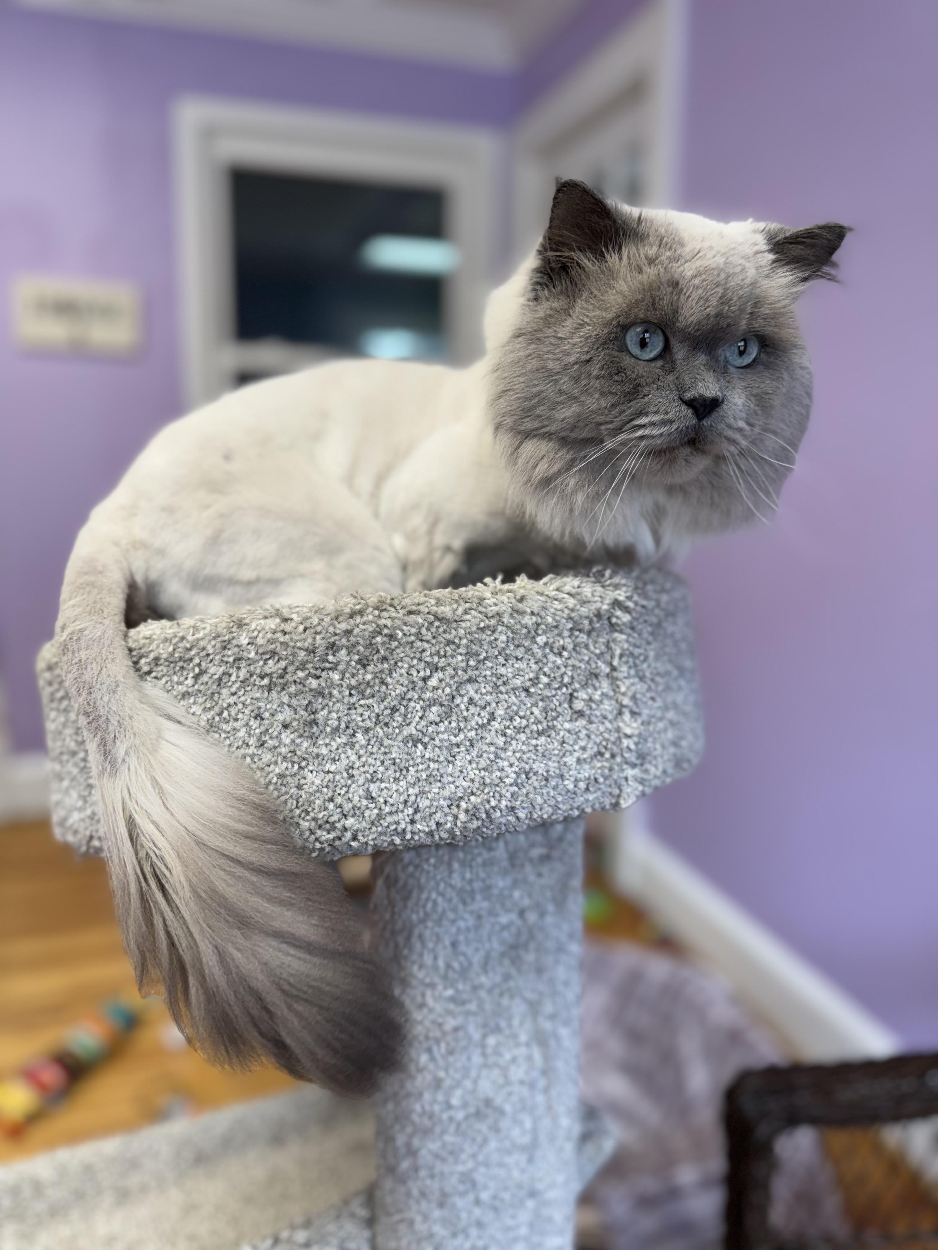 Gizmo Himalayan Adult Male