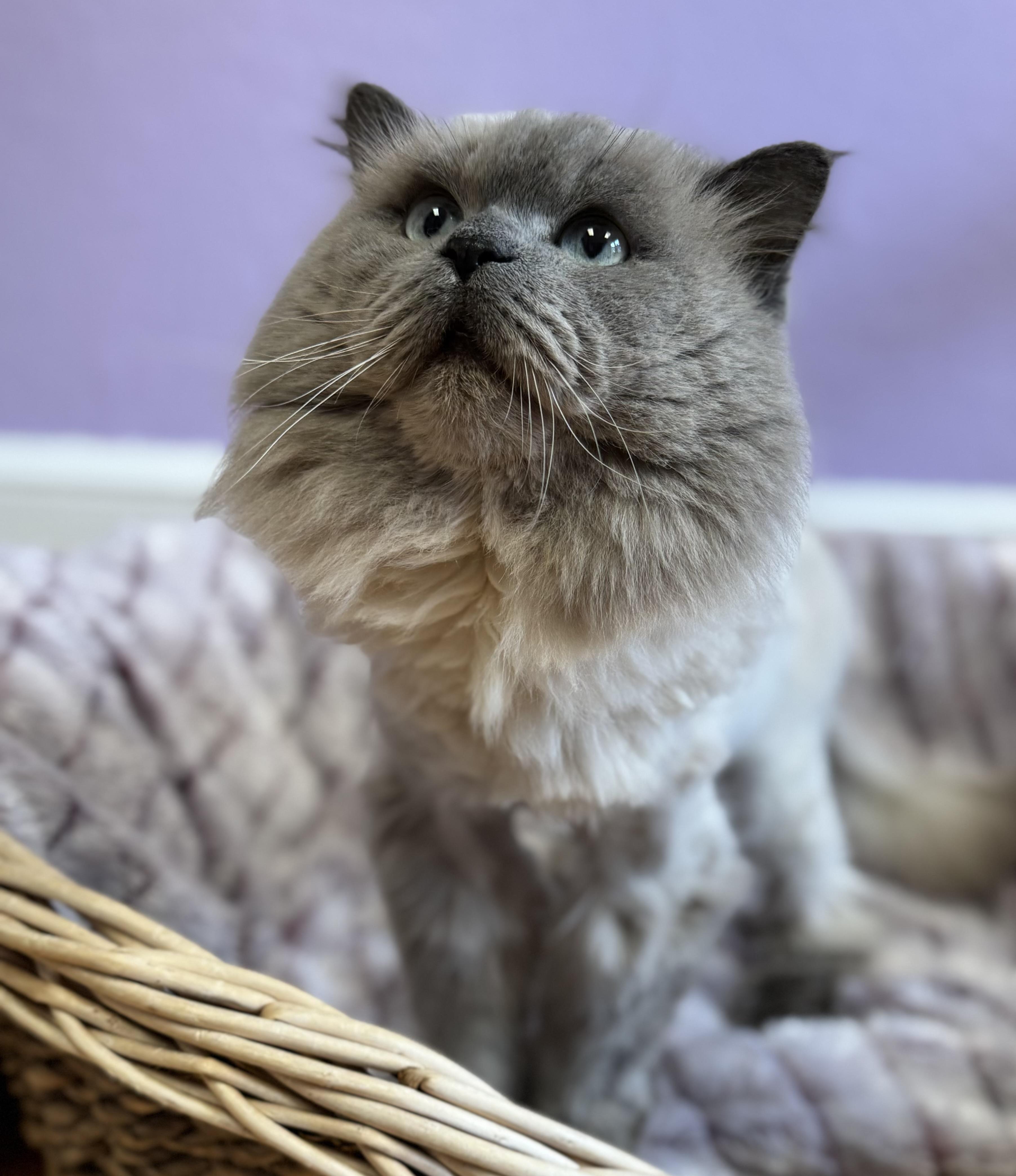 Gizmo Himalayan Adult Male thumbnail 2