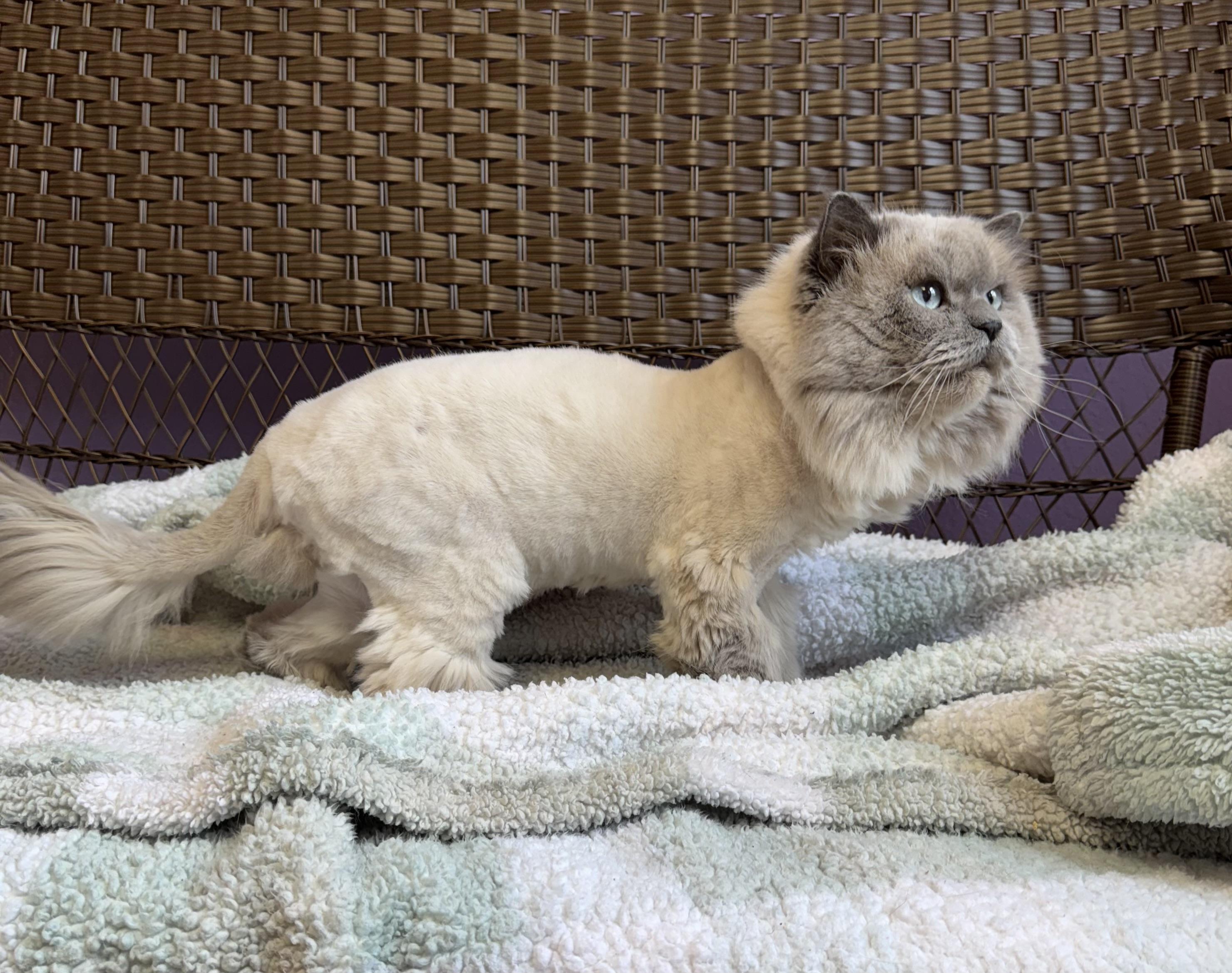 Gizmo Himalayan Adult Male thumbnail 3