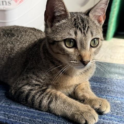 Daphne 2, an adopted Domestic Short Hair in Beaufort, SC image 2/4