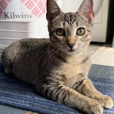 Daphne 2, an adopted Domestic Short Hair in Beaufort, SC image 3/4