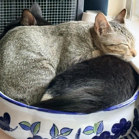Daphne 2, an adopted Domestic Short Hair in Beaufort, SC image 4/4