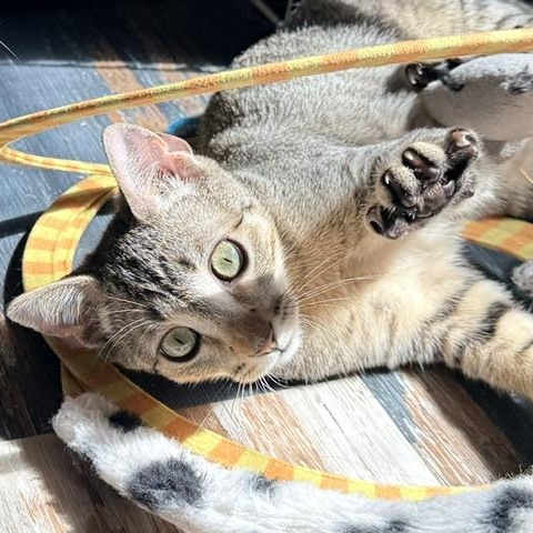 Daphne 2, adopted, Kitten Female Domestic Short Hair.