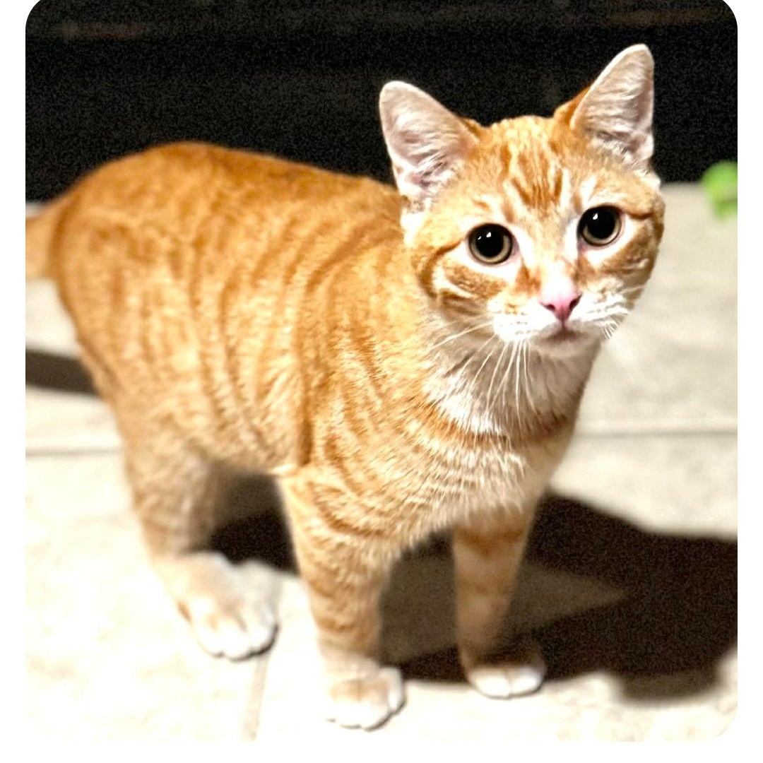 Cheeto, ADOPTABLE, Kitten Male Domestic Short Hair.