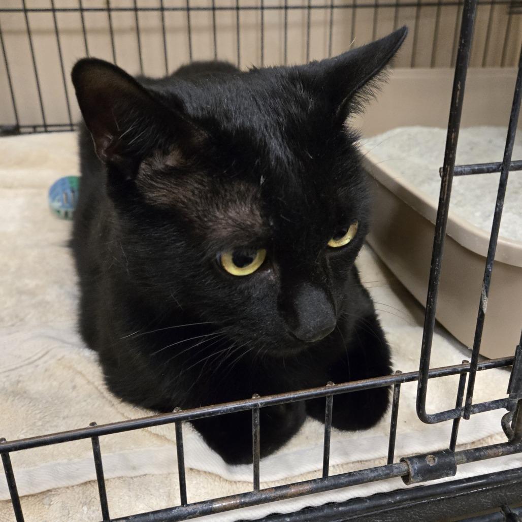 Sebastian, Adoptable, Adult Male Domestic Short Hair.