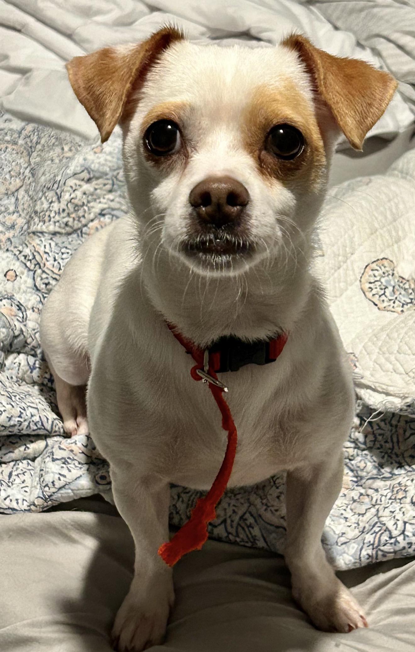 Enlarge Leia, a Adoptable Chihuahua in Fort Worth, TX image 1/2