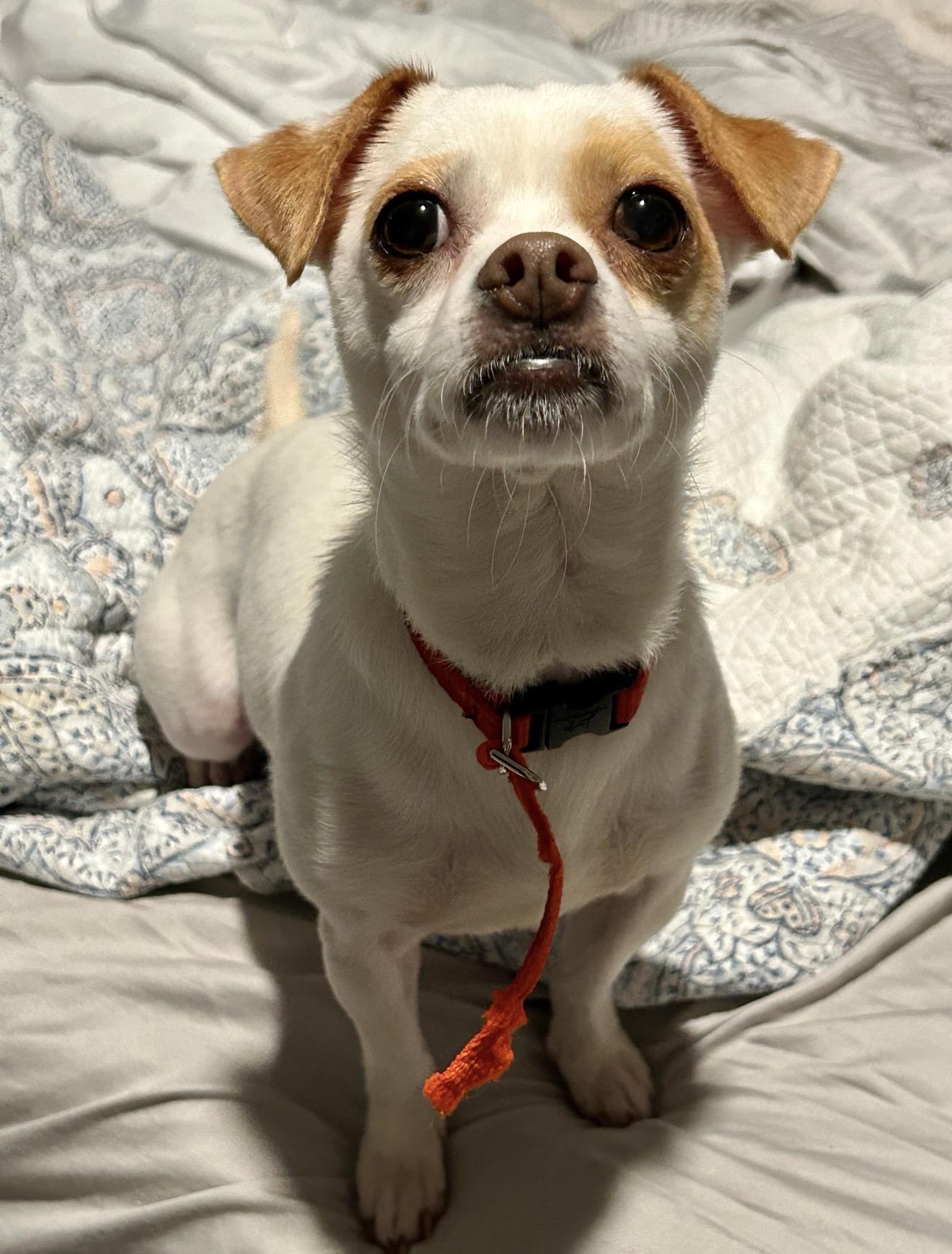 Enlarge Leia, a Adoptable Chihuahua in Fort Worth, TX image 2/2