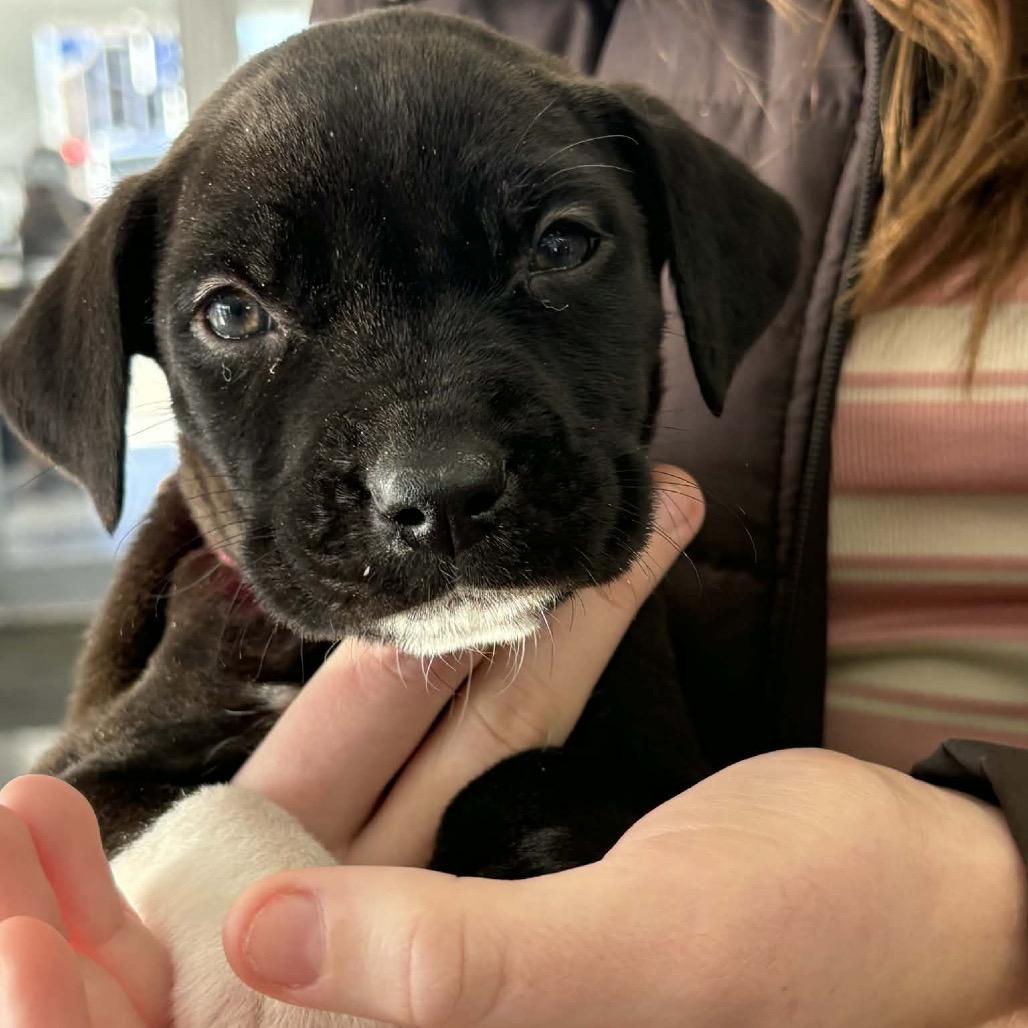 Enlarge Dierdre, a Adoptable mixed breed in Griswold, CT image 1/6