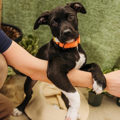 Enlarge Dierdre, a Adoptable mixed breed in Griswold, CT image 2/6