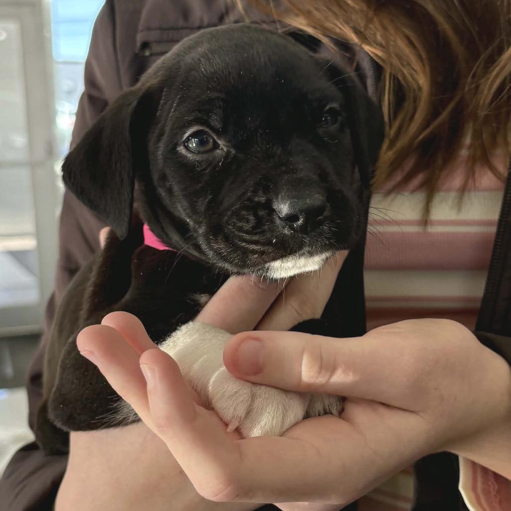 Enlarge Dierdre, a Adoptable mixed breed in Griswold, CT image 3/6