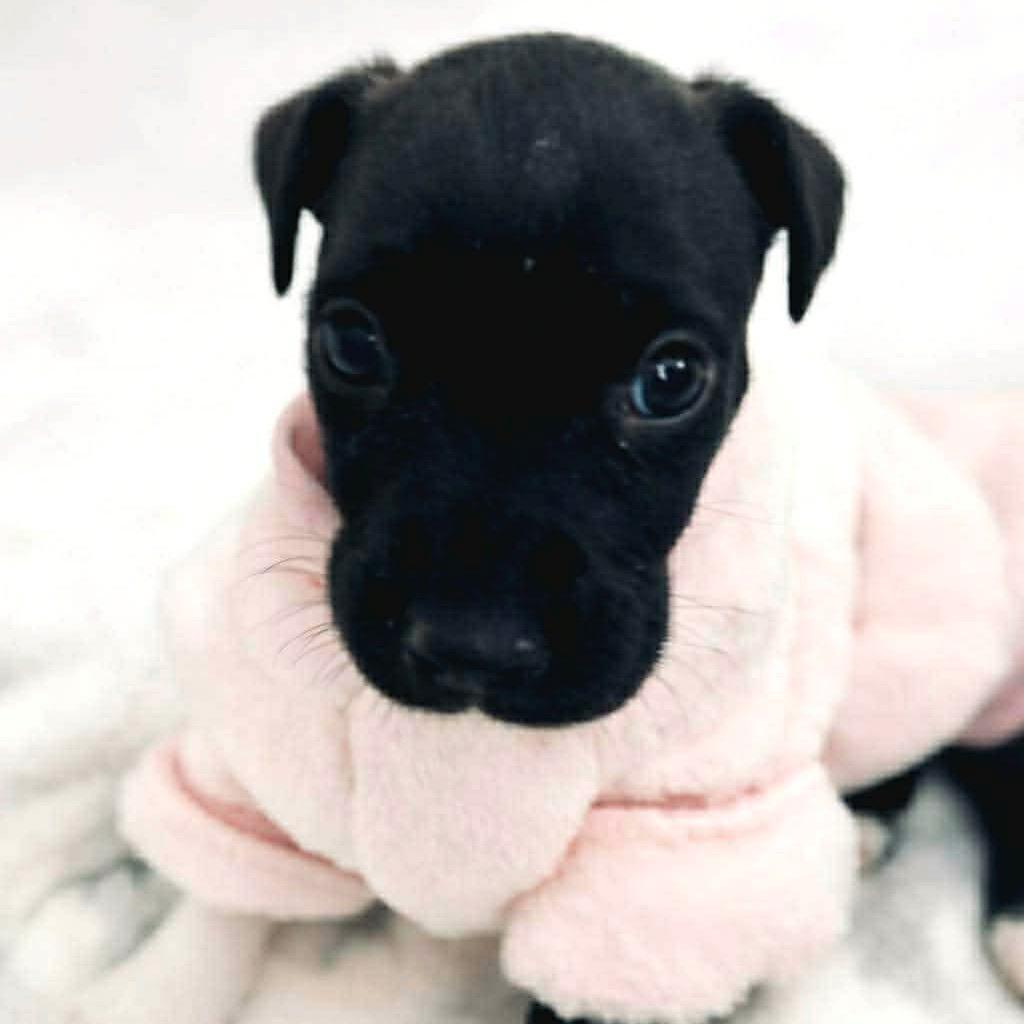 Enlarge Dierdre, a Adoptable mixed breed in Griswold, CT image 4/6