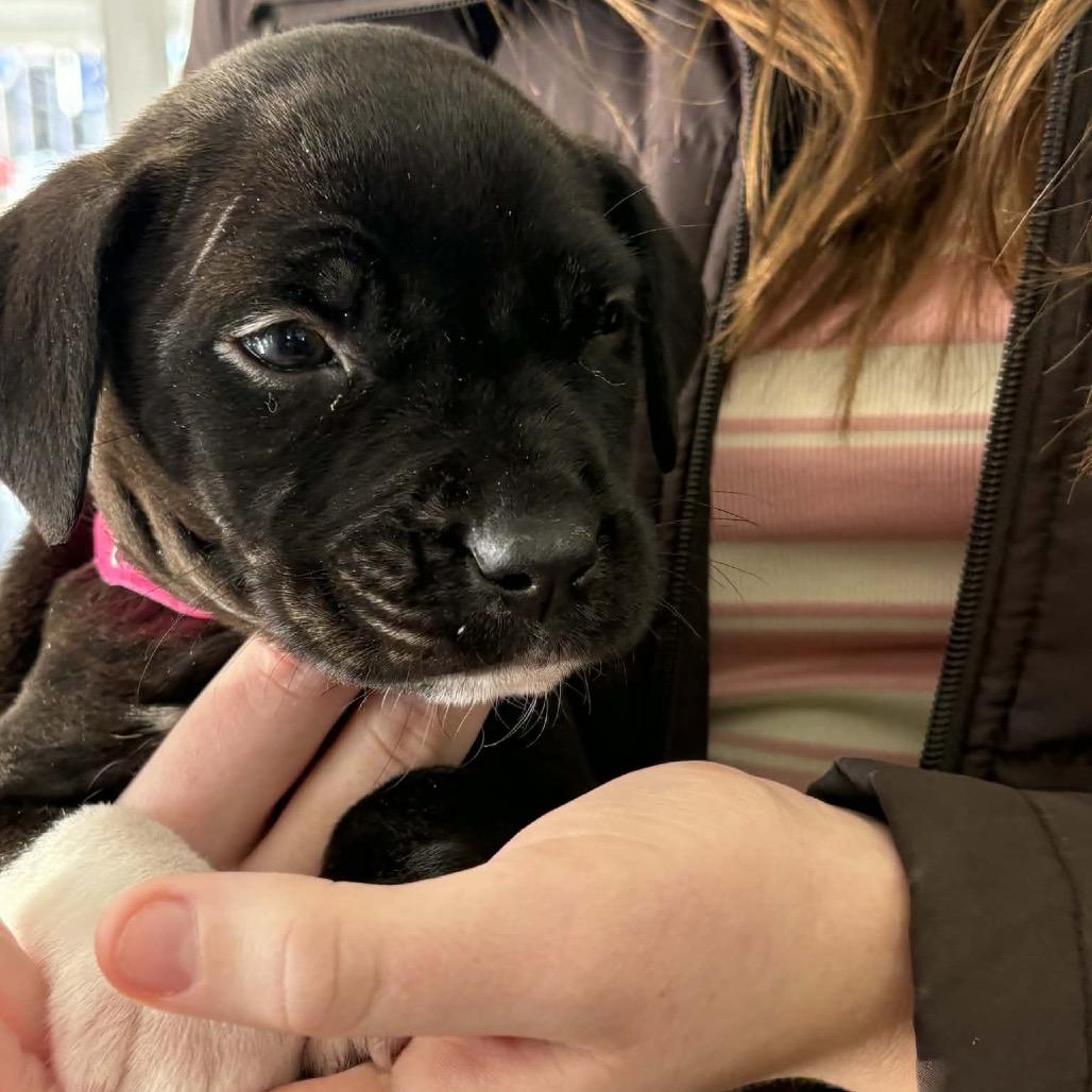 Enlarge Dierdre, a Adoptable mixed breed in Griswold, CT image 5/6