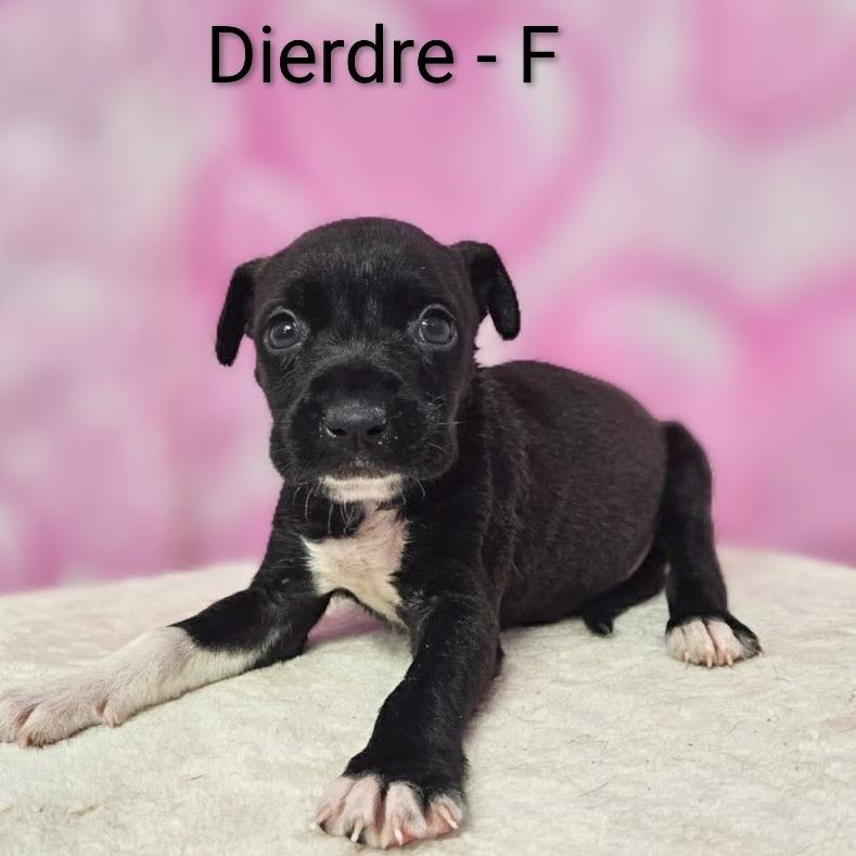 Dierdre, Adoptable, Puppy Female Terrier & Retriever.