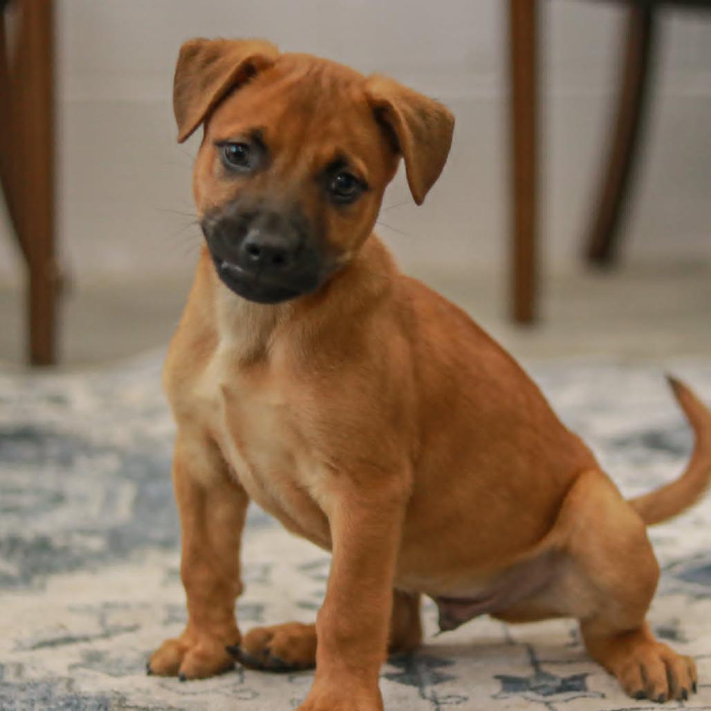 Enlarge Zee-Ro, a Adoptable mixed breed in Madisonville, KY image 1/5