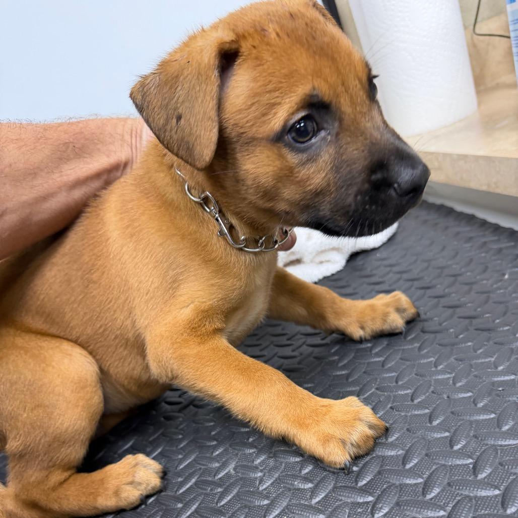Enlarge Zee-Ro, a Adoptable mixed breed in Madisonville, KY image 2/5