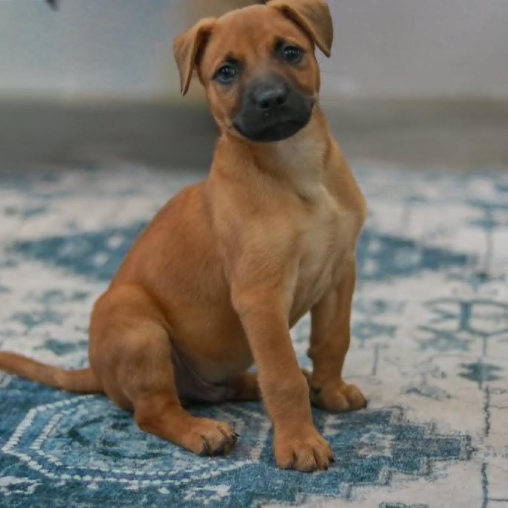 Enlarge Zee-Ro, a Adoptable mixed breed in Madisonville, KY image 3/5