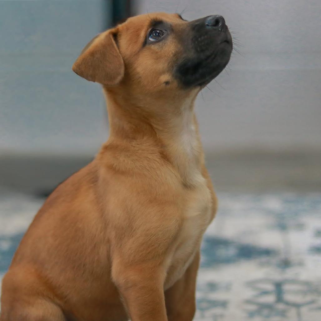Enlarge Zee-Ro, a Adoptable mixed breed in Madisonville, KY image 4/5
