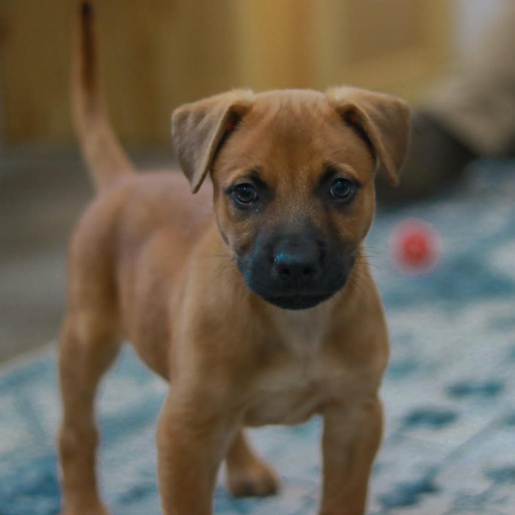 Enlarge Zee-Ro, a Adoptable mixed breed in Madisonville, KY image 5/5