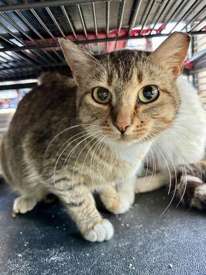 Party, Adoptable, Young Female Domestic Short Hair & Domestic Short Hair.