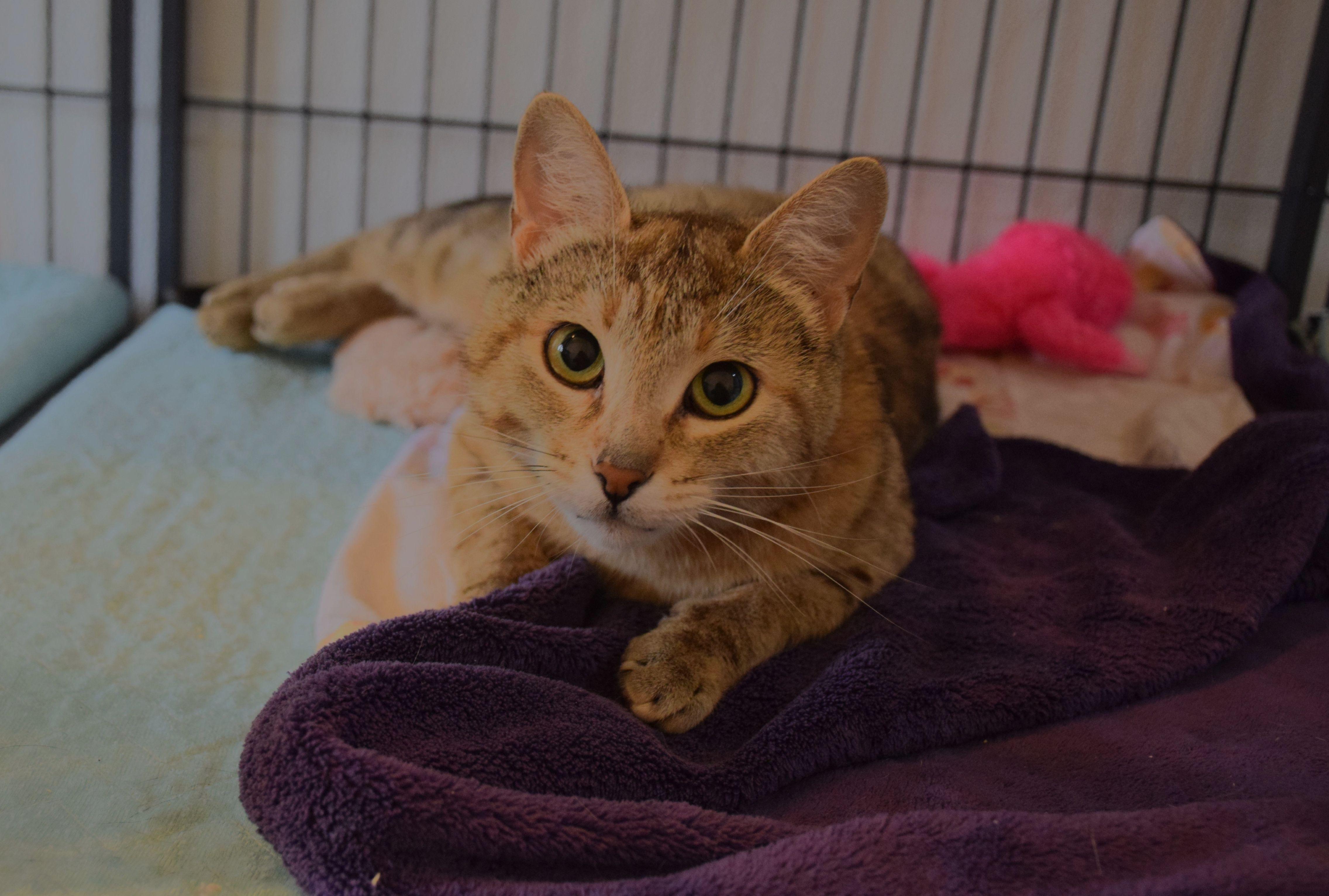 Oriana, an adoptable Tabby in Claresholm, AB_image-1