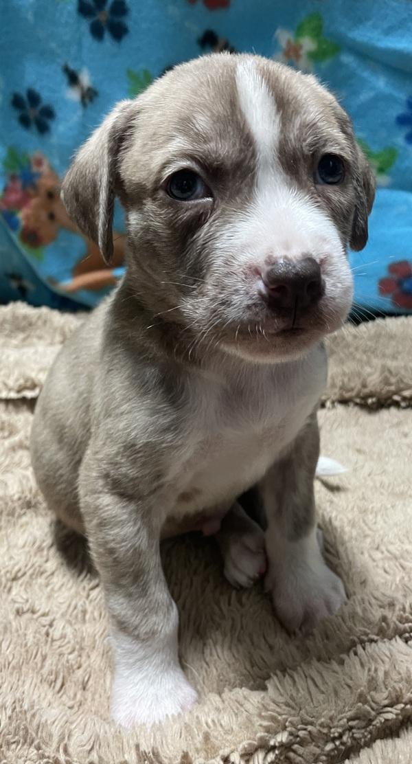 Enlarge Peridot, a Adoptable mixed breed in San Gabriel, CA image 1/4