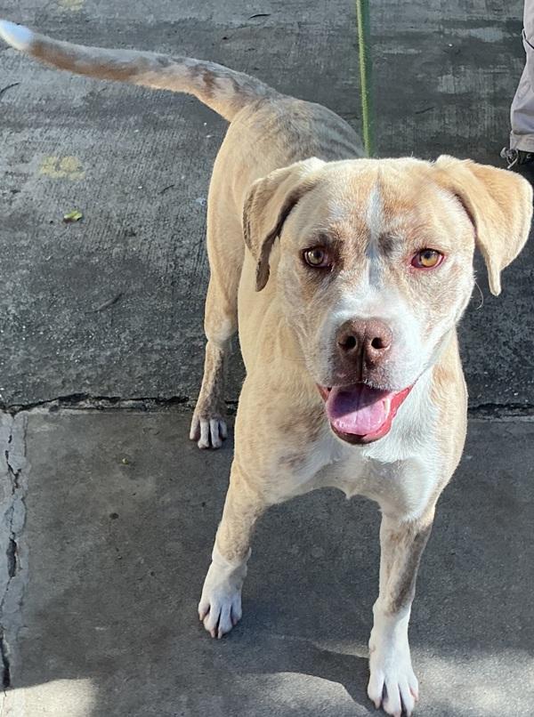 Enlarge Peridot, a Adoptable mixed breed in San Gabriel, CA image 2/4