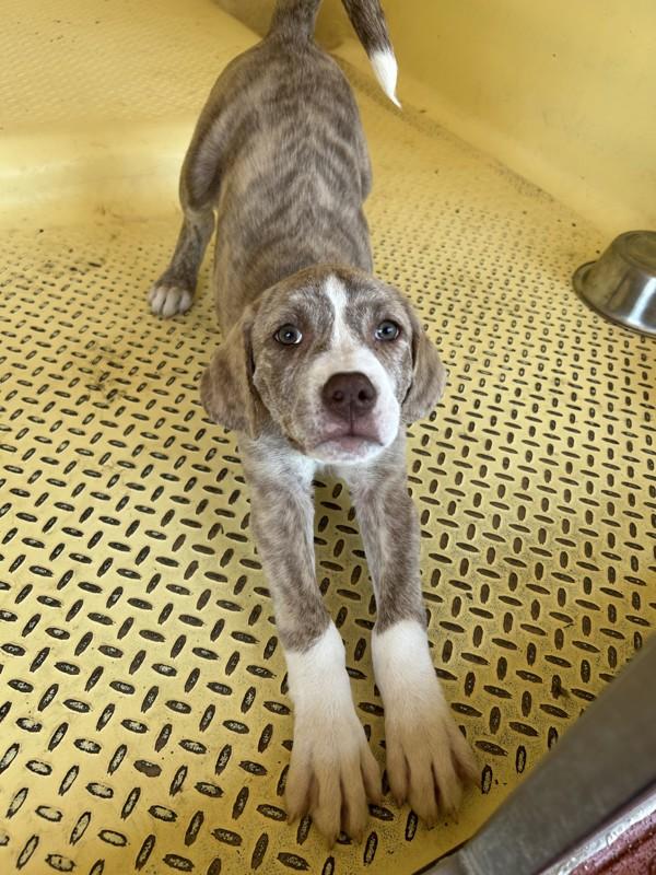 Enlarge Peridot, a Adoptable mixed breed in San Gabriel, CA image 3/4